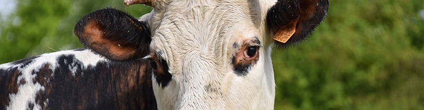 Vache de Normandie pour un spectacle de magie Normand